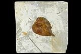 Fossil Hackberry Leaf (Celtis) - Montana #113265-1